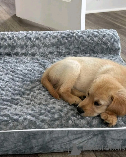 Photo №1. golden retriever - à vendre en ville de Munich | 400€ | Annonce №120243