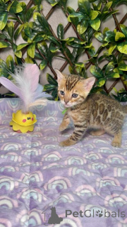 Photo №1. bengal - à vendre en ville de Legamedorf | 350€ | Annonce № 173517