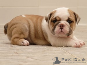 Photo №1. bulldog anglais - à vendre en ville de Madrid de los Trillos | 300€ | Annonce №122715