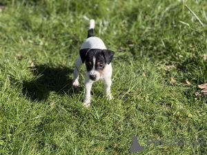 Photo №1. jack russell terrier - à vendre en ville de Manchester | 900€ | Annonce №166831