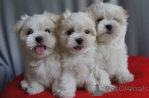 Photo №1. bichon maltais - à vendre en ville de Vienna | 420€ | Annonce №135439