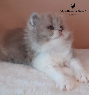 Photo №3. Poil long britannique. Fédération de Russie