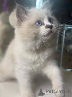 Photo №1. ragdoll - à vendre en ville de Forsa | négocié | Annonce № 157134
