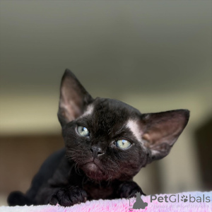 Photo №1. devon rex - à vendre en ville de Espoo | 500€ | Annonce № 166945