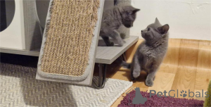 Photo №1. chartreux - à vendre en ville de Aschaffenburg | 350€ | Annonce № 151630