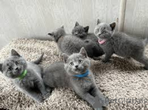 Photo №1. british shorthair - à vendre en ville de Dragsvik | négocié | Annonce № 168288
