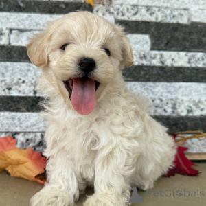 Photo №1.  - à vendre en ville de Baienfurt | 350€ | Annonce №152919