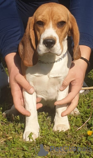Photo №3. Beagle femelle à vendre. Serbie