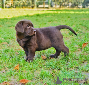 Photo №4. Je vais vendre labrador retriever en ville de Varsovie. annonce privée - prix - 800€