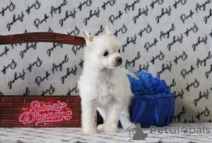 Photo №2 de l'annonce № 39509 de la vente chien chinois à crête - acheter à Fédération de Russie de la fourrière