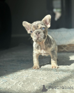 Photo №3. Bulldogs français pour adoption. Allemagne