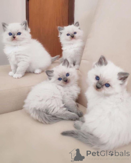 Photo №2 de l'annonce № 174801 de la vente ragdoll - acheter à La Grande-Bretagne annonce privée