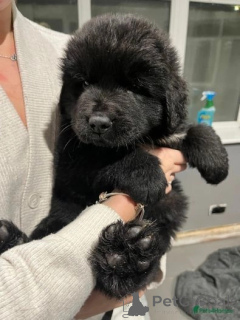 Photo №2 de l'annonce № 138644 de la vente terre-neuve - acheter à La Grande-Bretagne 