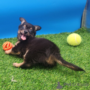 Photo №1. chihuahua - à vendre en ville de Anderny | 300€ | Annonce №151401