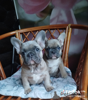Photo №1. bouledogue - à vendre en ville de Minsk | 563€ | Annonce №160929