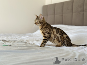 Photo №4. Je vais vendre bengal en ville de New york. annonce privée, de la fourrière, éleveur - prix - négocié