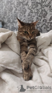 Photos supplémentaires: Le chat orange est entre de bonnes mains.