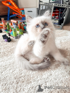 Photo №3. Des chatons Ragdoll bien socialisés prêts à vous rencontrer. Allemagne