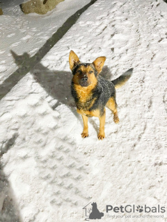 Photo №3. Petit chien cherche un foyer !!. Fédération de Russie