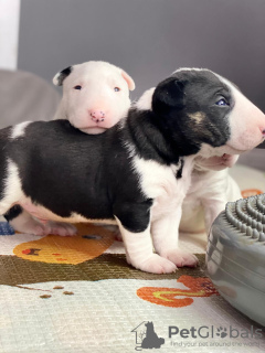 Photo №1. bull terrier - à vendre en ville de Kościan | négocié | Annonce №120608