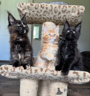 Photo №4. Je vais vendre maine coon en ville de Amstetten. éleveur - prix - négocié