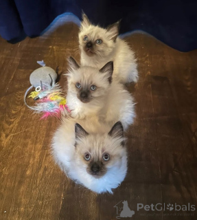 Photo №1. ragdoll - à vendre en ville de Giesen | 350€ | Annonce № 169826