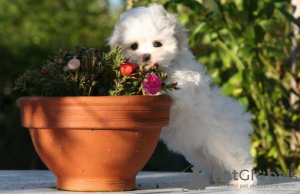 Photo №2 de l'annonce № 91057 de la vente bichon havanais - acheter à France annonce privée