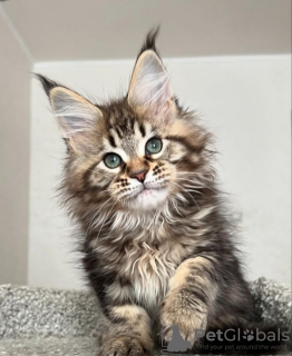 Photo №1. maine coon - à vendre en ville de Интерлакен | 400€ | Annonce № 116796