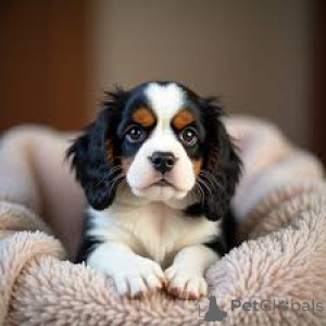 Photo №1. cavalier king charles spaniel - à vendre en ville de Québec | 700€ | Annonce №162773