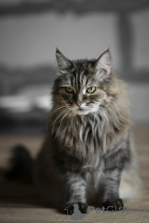 Photo №4. Je vais vendre  en ville de Москва.  - prix - Gratuit