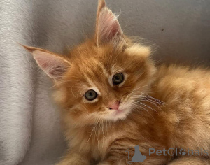 Photo №1. maine coon - à vendre en ville de Vienna | 120€ | Annonce № 137194