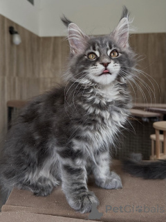 Photo №4. Je vais vendre maine coon en ville de Poznan. éleveur - prix - négocié