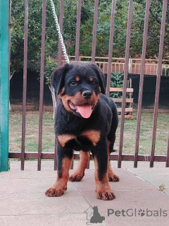 Photo №1. rottweiler - à vendre en ville de Zémun | négocié | Annonce №154079