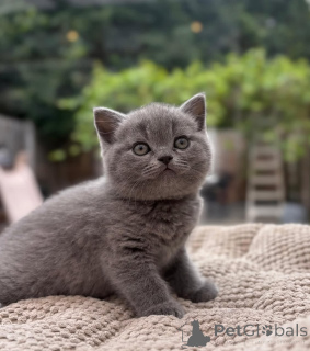 Photo №1. british shorthair - à vendre en ville de Getafe | 400€ | Annonce № 174171