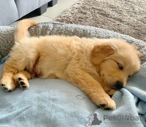 Photo №1. golden retriever - à vendre en ville de Tienen | Gratuit | Annonce №123295