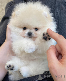 Photo №4. Je vais vendre spitz nain en ville de Cercueil slovène. annonce privée - prix - négocié