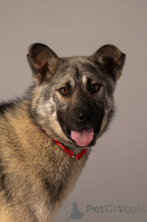 Photo №1. chien bâtard - à vendre en ville de Saint-Pétersbourg | Gratuit | Annonce №146686