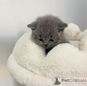 Photo №1. british shorthair - à vendre en ville de New York Mills | 237€ | Annonce № 118018