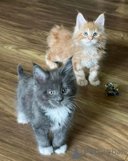 Photo №1. maine coon - à vendre en ville de Éposini | négocié | Annonce № 167323