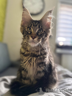 Photo №2 de l'annonce № 138040 de la vente maine coon - acheter à Espagne annonce privée