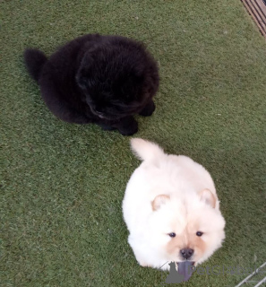 Photo №2 de l'annonce № 167485 de la vente chow-chow - acheter à Danemark annonce privée, éleveur