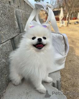 Photo №1. spitz nain - à vendre en ville de État du Mississippi | 533€ | Annonce №166384