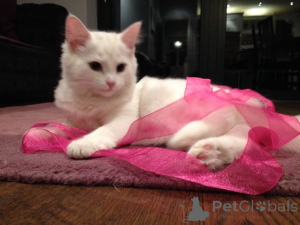 Photo №1. chat des forêts norvégiennes - à vendre en ville de Mettmann | 350€ | Annonce № 149192