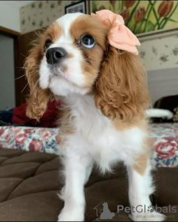 Photo №1. cavalier king charles spaniel - à vendre en ville de Auckland | négocié | Annonce №42673