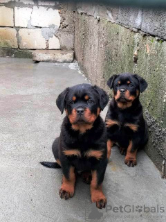 Photo №2 de l'annonce № 87014 de la vente rottweiler - acheter à Serbie 