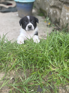 Photo №1. border collie - à vendre en ville de Aqua | 490€ | Annonce №168899