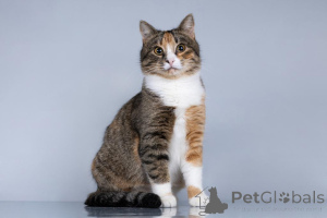 Photo №1.  - à vendre en ville de Khimki | Gratuit | Annonce № 161457