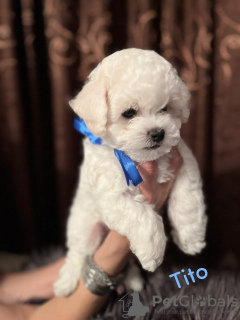 Photo №3. Chiots Bichon Frison. Serbie