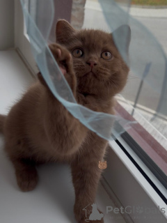 Photo №3. Chaton British Shorthair tigré classique, copain intelligent et divertissant !. Allemagne