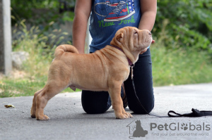 Photo №4. Je vais vendre shar pei en ville de Helsinki. éleveur - prix - 800€